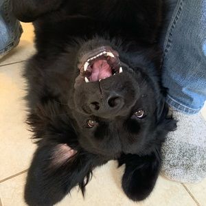 Meet your Posher, Peter